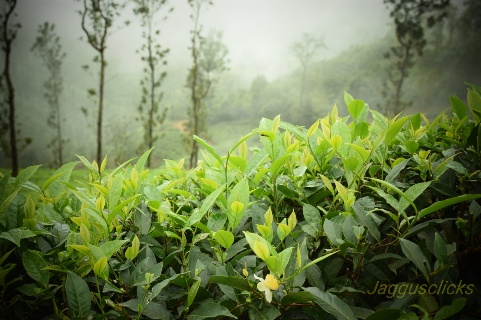 Chikmagalur - Monsoon Magic - F5 Escapes - Solo and Group Women only ...