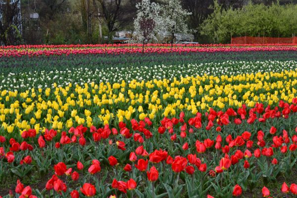 Indira Gandhi Memorial Tulip Garden, Kashmir