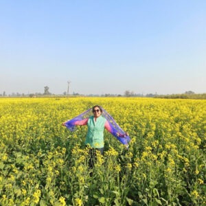 A vibrant yellow mustard field in full bloom in the countryside of Punjab.