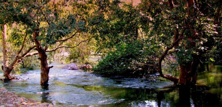 A serene river flowing gently through the dense, deciduous woodlands of the Sita Mata Wildlife Sanctuary.