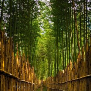 Ziro Valley - A Silent Masterpiece
