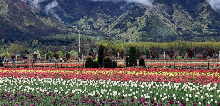 Vibrant rows of multi-colored tulips bloom in a field beneath mist-covered mountains.