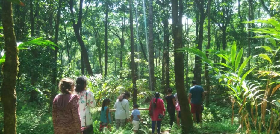 A group of people hiking through a dense green forest with sunlight filtering through the trees.