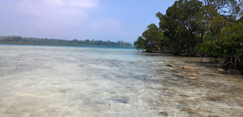 Clear shallow ocean water along a lush green mangrove forest coastline.