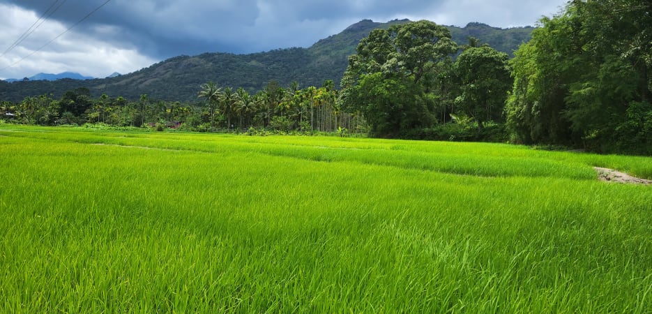 A wide expanse of a vibrant green rice field with tropical trees and dark mountains under a cloudy sky.